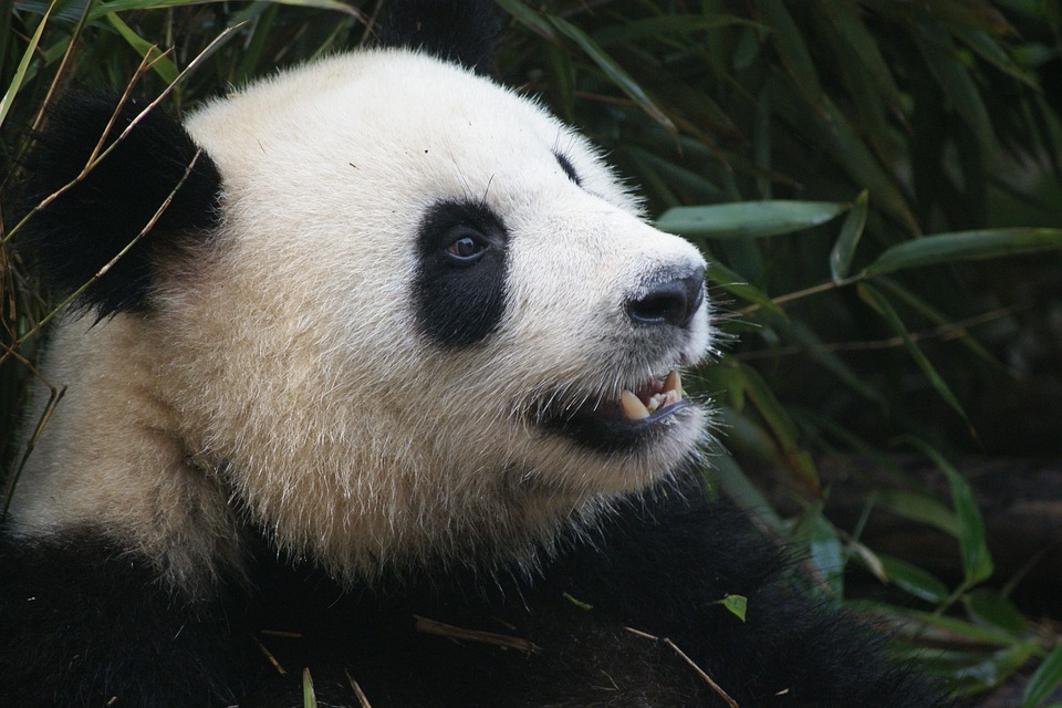 Google Panda Now a Permanent Part of Search Algorithm