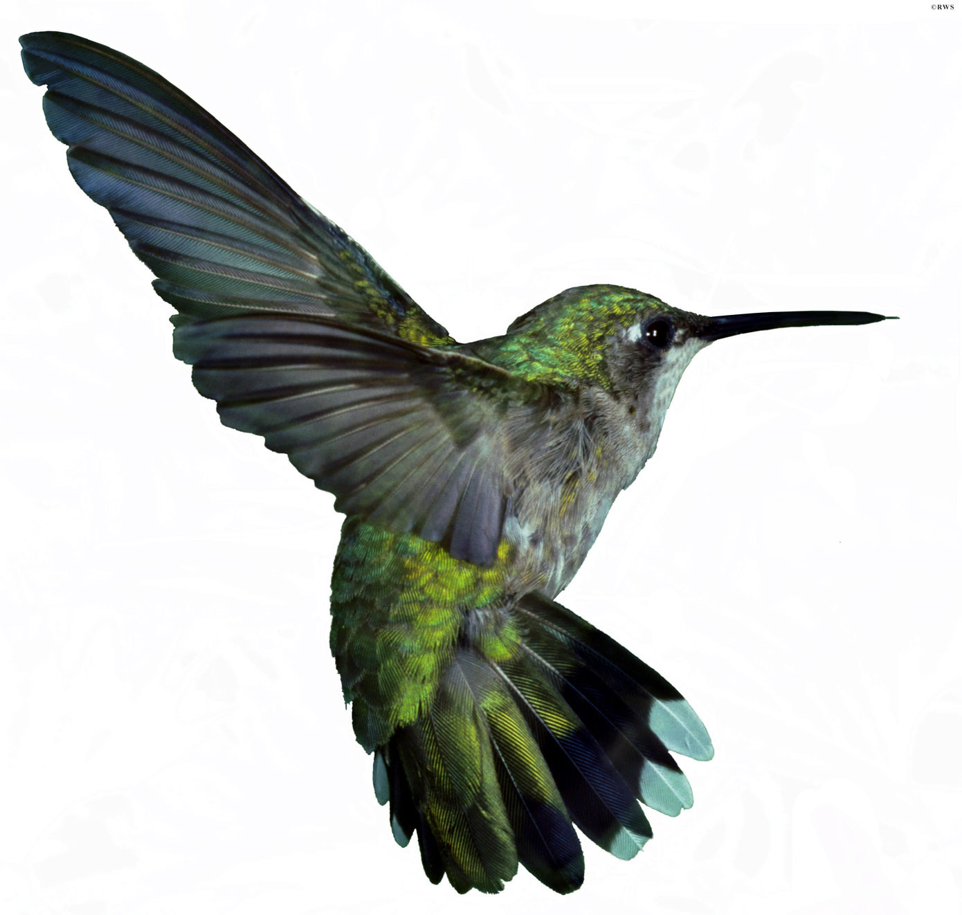 Google Launches Hummingbird Algorithm